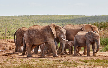 Fototapeta premium Eine Reise durch Südafrika. Auf Safari durch die afrikanische Savanne.