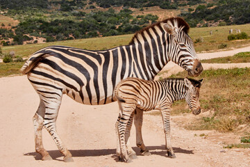 Eine Reise durch Südafrika. Auf Safari durch die afrikanische Savanne.