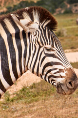 Fototapeta premium Eine Reise durch Südafrika. Auf Safari durch die afrikanische Savanne.