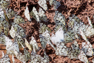 Eine Reise durch Südafrika. Auf Safari durch die afrikanische Savanne.