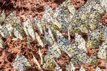 Eine Reise durch Südafrika. Auf Safari durch die afrikanische Savanne.