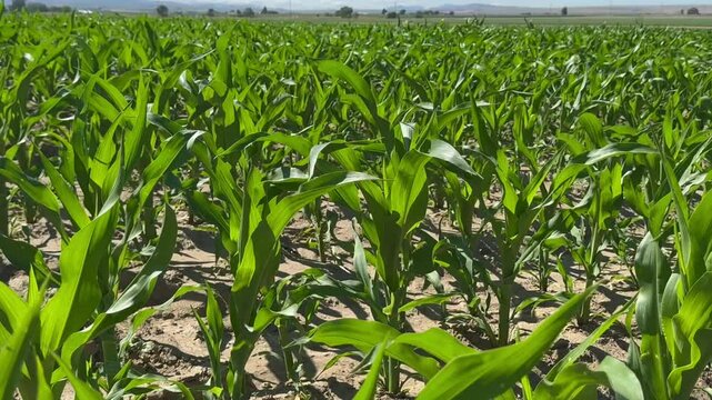 Corn field. Young Corn sprouts in the field. Maize plant and sweet corn. Harvest season. Green leaves and corn background. Fodder maize and grain crop