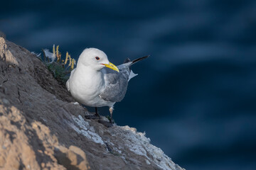 Perched on the rock face is a kittiwake sea bird, Rissa tridactyla. below is the darker  natural out of focus sea providing contrast to the bird
