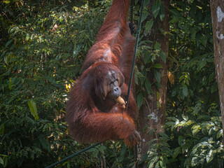 Obraz premium Close-Up of a Wild Orangutan in Semenggoh, Borneo 