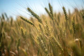 Fototapeta premium A field of wheat with a blue sky in the background