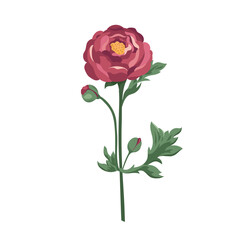 Fototapeta premium Burgundy ranunculus flower with buds Blooming buttercups Vector flat plants design elements for print, card, flyer, banner isolated white background