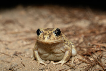 Close-Up of a Desert Toad on Sandy Ground