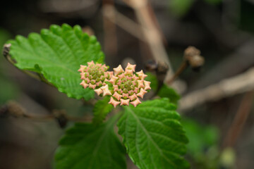 Close-Up of Vibrant Green Leaves and Budding Flower