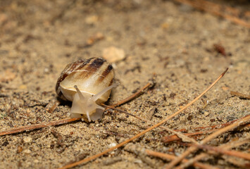 Close-Up of Snail on Sandy Ground with Shell Detail