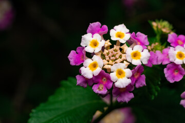 Obraz premium Close-Up of Vibrant Lantana Flowers in Full Bloom