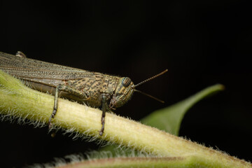 Detailed Close-Up of Grasshopper on a Leaf Stem