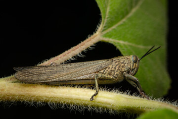 Close-Up of Grasshopper Resting on a Leaf Stem