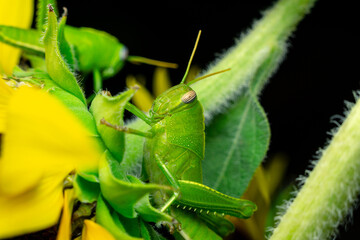 Close-Up Of Vibrant Green Grasshopper On Yellow Flower