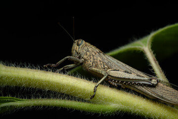 Close-Up of Grasshopper on Green Plant Stem