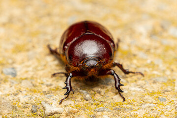 Close-Up of Brown Beetle on Rough Surface