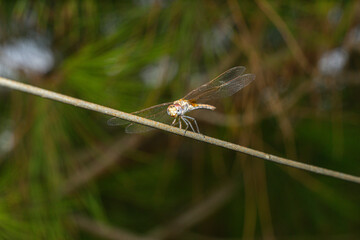 Close-Up of Dragonfly Perched on a Thin Branch in Nature