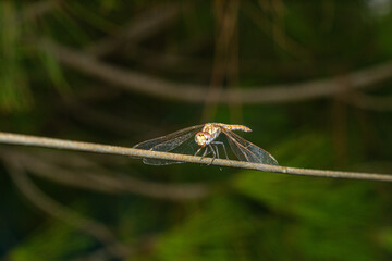 Close-Up of Dragonfly Resting on a Thin Branch