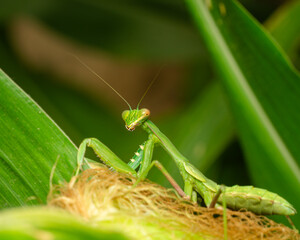 Close-Up of Green Praying Mantis on Leaf