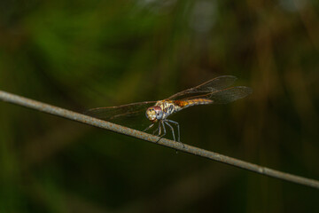 Close-Up of Dragonfly Resting on Thin Metal Wire