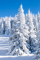 Fototapeta premium pine trees covered by heavy snow