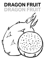 hand drawn illustration of Dragon fruit, doodles of dragon fruit