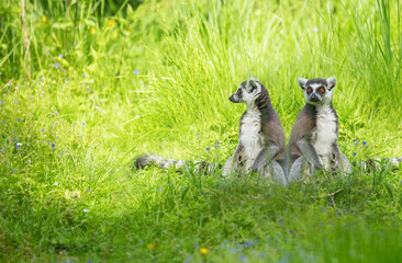Fototapeta premium Two lemurs sitting side by side turned away from each other against a backdrop of green grass. Ring-Tailed Lemur (Lemur catta)