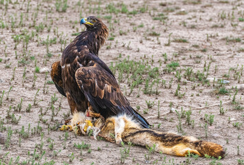 Falconeers falcon in Kyrgyzstan