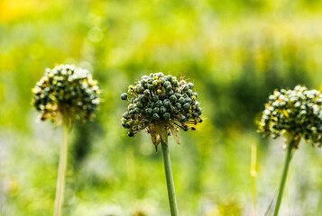 Wild nature in the Sary Chelek area in Rural Kyrgysztan