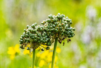 Wild nature in the Sary Chelek area in Rural Kyrgysztan