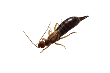 Earwig insect with forked tail, top view.