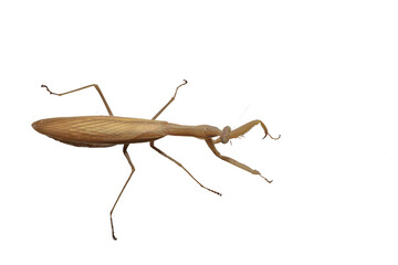 Brown praying mantis insect on PNG background.