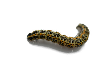 Insect caterpillar of the butterfly Ethmia bipunctella on a white background.