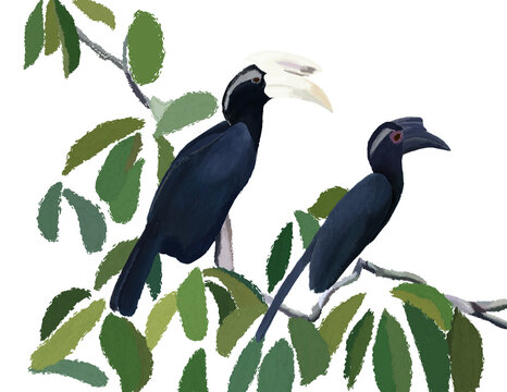 black hornbills on branch, green leaves clip art preview
