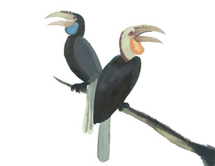 Obraz premium Plain-pouched Hornbill