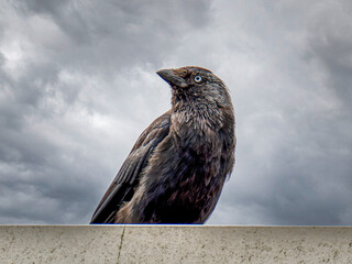 A jackdaw perched against a stormy sky at dusk