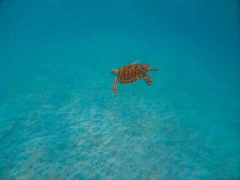 Marine Turtle in the Turquoise Waters of Redang Island, Malaysia
