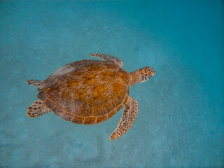 Fototapeta premium Close-Up of Sea Turtle Gliding Through Pristine Waters, Redang Island 