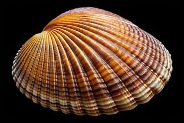 A glossy, convex brachiopod features a distinctive hinge line margin, a prominent ventral beak, and visually striking concentric growth lines.