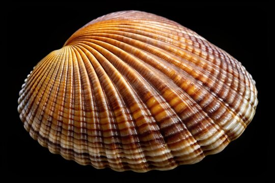 A glossy, convex brachiopod features a distinctive hinge line margin, a prominent ventral beak, and visually striking concentric growth lines.