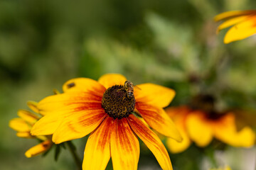 bee on yellow flower