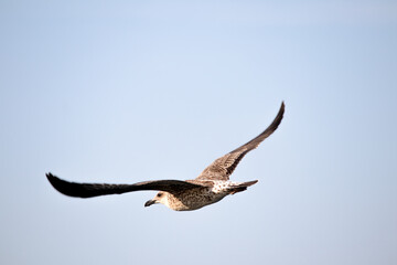 Young yellow-legged gull (Larus michahellis) flying away. Separation, escape metaphorical meaning. Bird