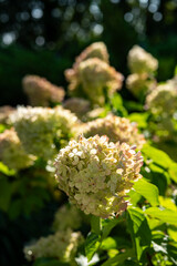 flowers in the garden