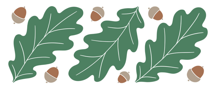 Oak leaves and acorns set