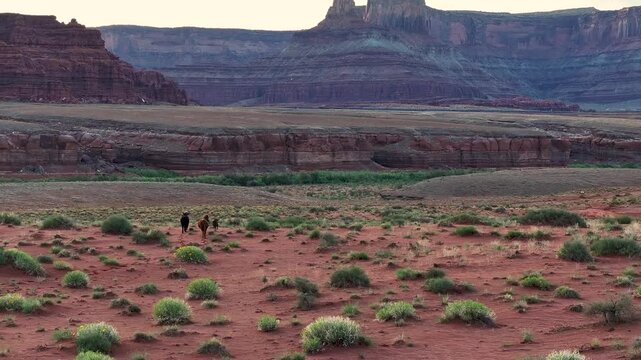 A low-flying drone shot of wild cows roaming the extremely unique desert landscape of Moab, Utah. The camera slowly pans up over the cows with massive rocky plateaus and rock towers in the background.