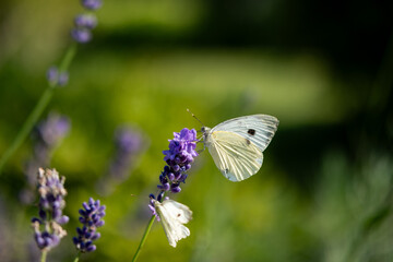 butterfly on a flower