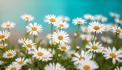Fototapeta premium Field of white daisies with a bright blue sky in the background.