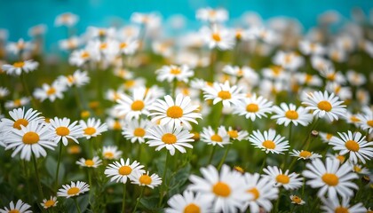Fototapeta premium Field of white daisies with a bright blue sky in the background.