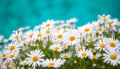 Obraz premium Field of white daisies with a bright blue sky in the background.