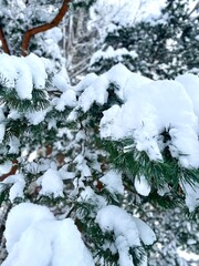 Snow covered trees