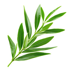 Obraz premium Fresh Green Olive Branch with Leaves Isolated on Background, Perfect for Natural and Organic Themes